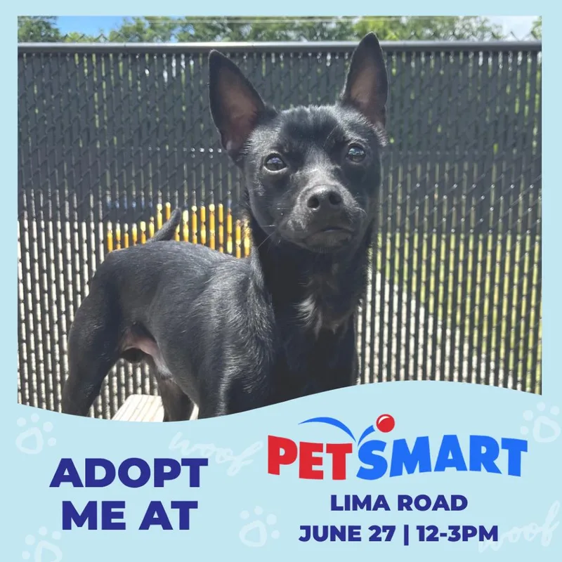 A young small-sized male Black Chihuahua dog named Angus for adoption in Fort Wayne, IN