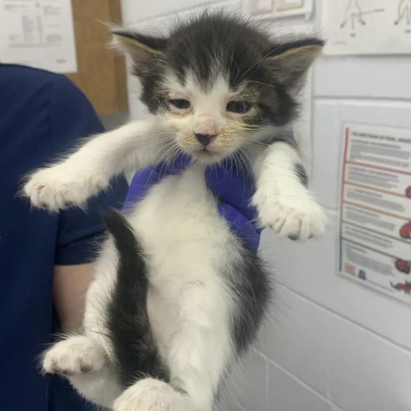 A baby small-sized male Domestic Short Hair cat named Meowth for adoption in West Palm Beach, FL