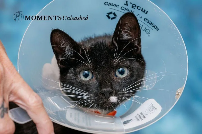 A baby small-sized female Domestic Short Hair cat named Publix for adoption in Myakka City, FL