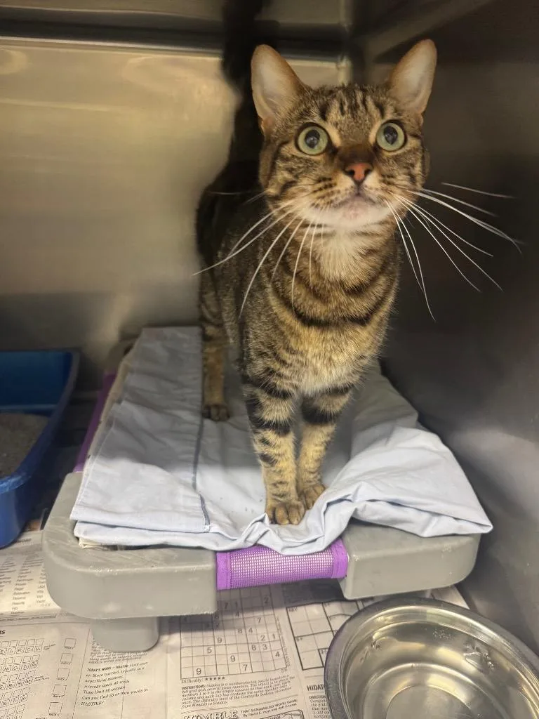 A young medium-sized female Domestic Short Hair cat named Birdy for adoption in Sorrento, LA