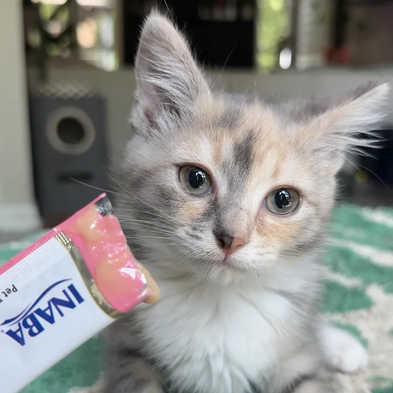 A baby small-sized female Dilute Calico Domestic Short Hair cat named Jersey for adoption in Charlotte, NC