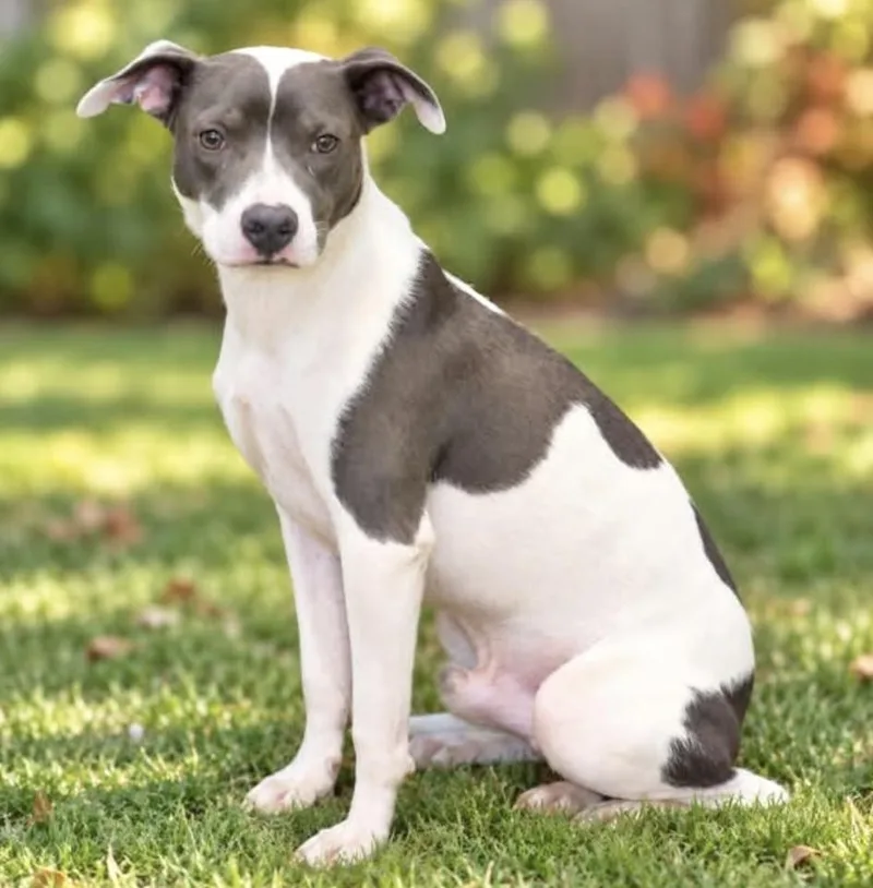 An adult medium-sized male Terrier dog named Walt for adoption in Manchester, CT