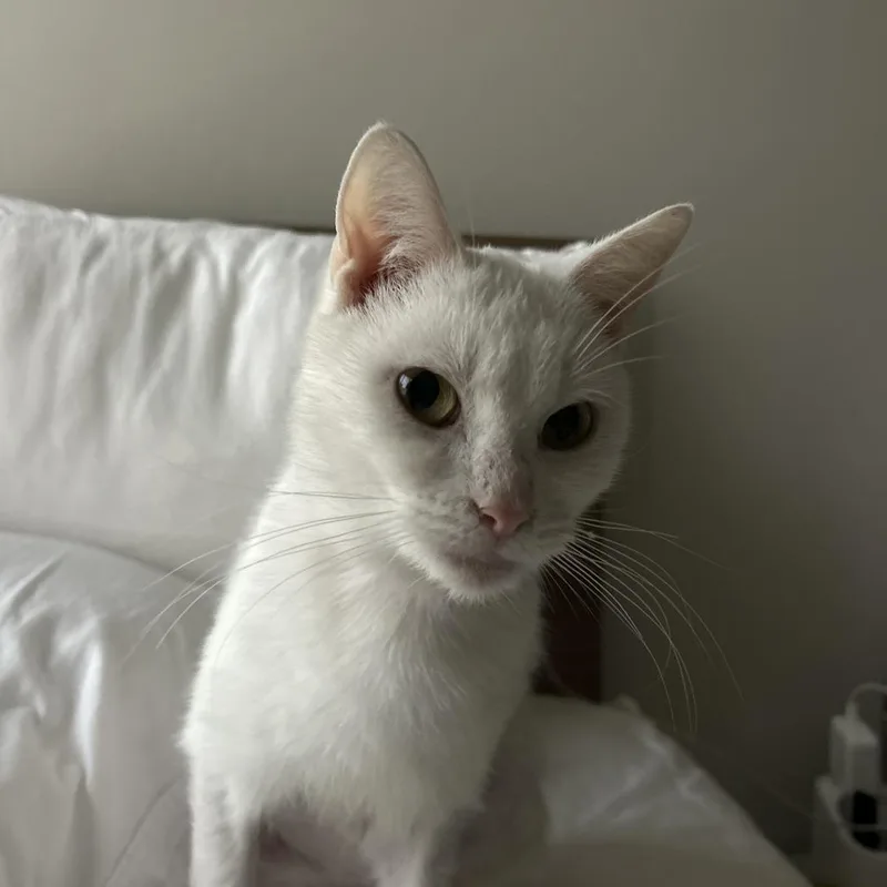 An adult medium-sized female White Domestic Short Hair cat named Ayla for adoption in Madison, WI
