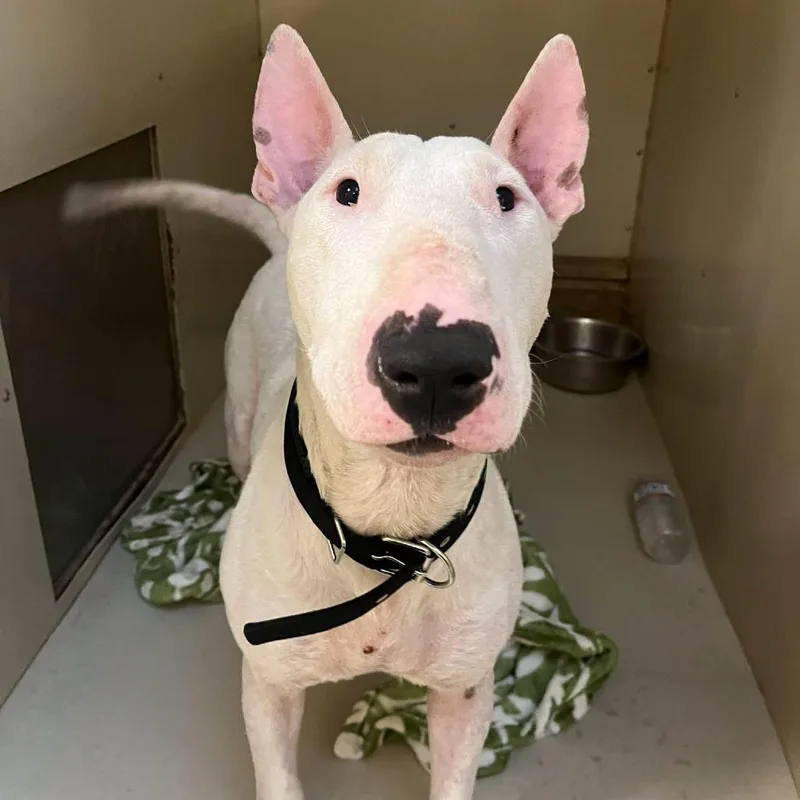 An adult medium-sized male Bull Terrier dog named Stuart for adoption in Westminster, CA