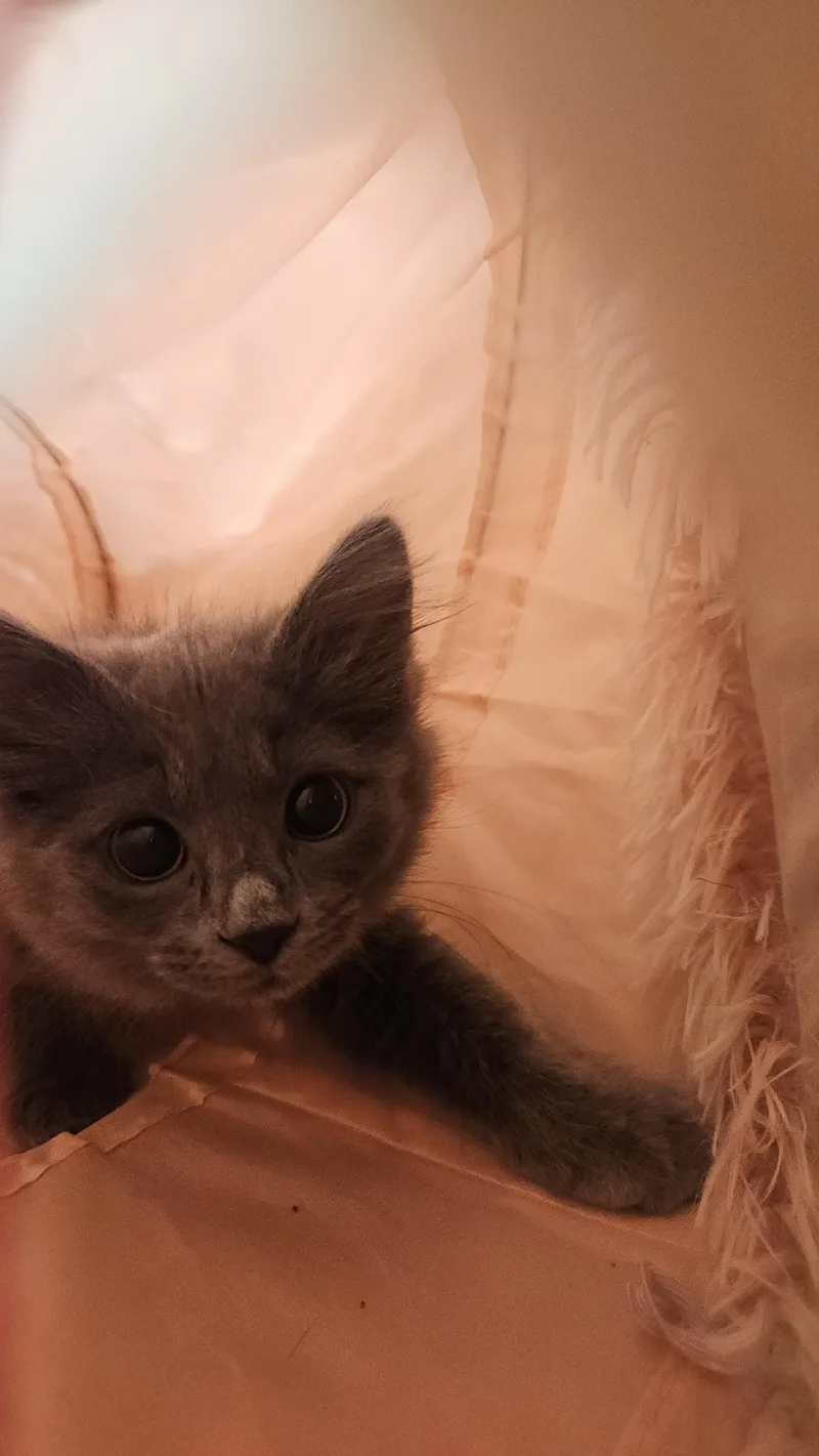 A baby medium-sized female Domestic Medium Hair cat named Dust Bunny for adoption in East Point, GA