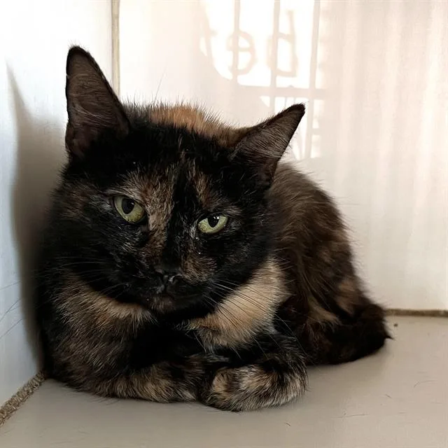 An adult medium-sized female Domestic Short Hair cat named Chai for adoption in Methuen, MA