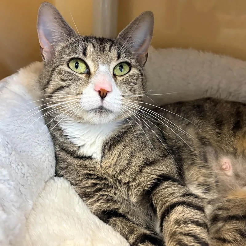 A young medium-sized female Brown / Chocolate Domestic Short Hair cat named Prue for adoption in East Hanover, NJ