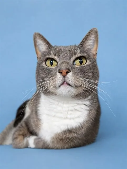 A young small-sized female Domestic Short Hair cat named Hyacinth for adoption in Westminster, MD