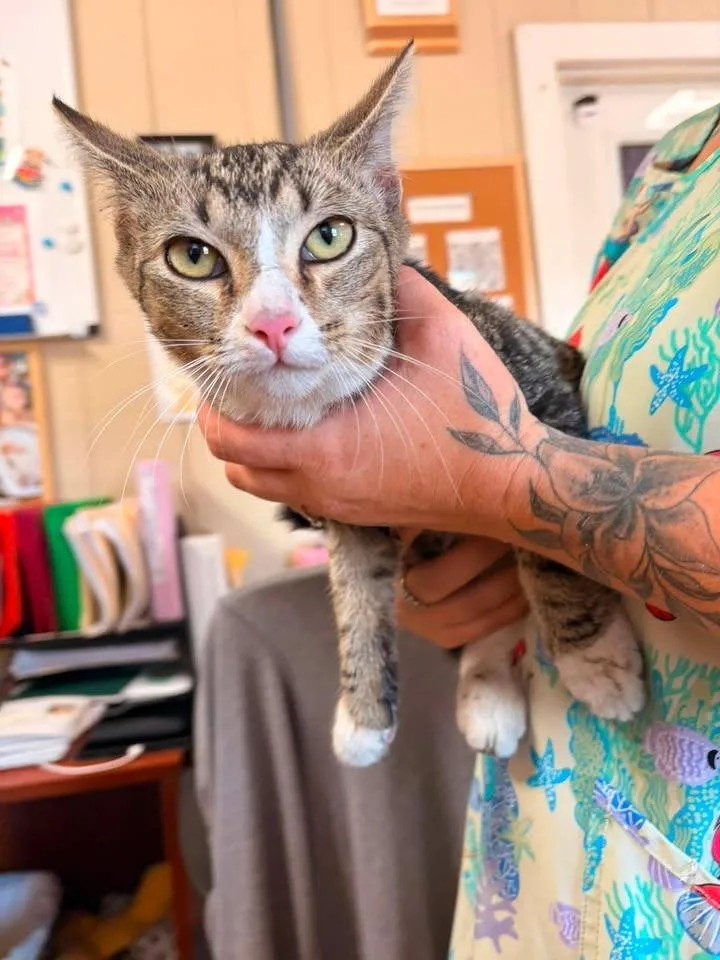 A young medium-sized male Domestic Short Hair cat named Oscar for adoption in Greensburg, IN
