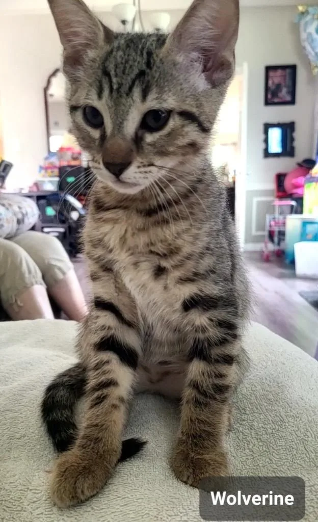 A baby medium-sized male Domestic Short Hair cat named Wolverine for adoption in San Antonio, TX