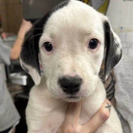 A baby small-sized female White / Cream Mixed Breed dog named Frito Pie for adoption in Buffalo, MN
