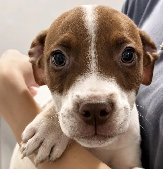 A baby medium-sized male Pointer dog named Ace for adoption in Copiague, NY