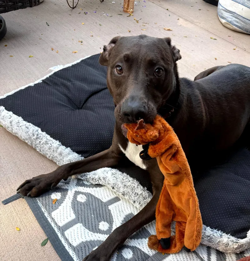 An adult medium-sized male Black Labrador Retriever dog named Mac for adoption in La Crescent, MN