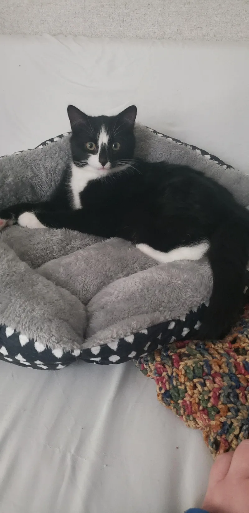 Clarence thumbnail 2