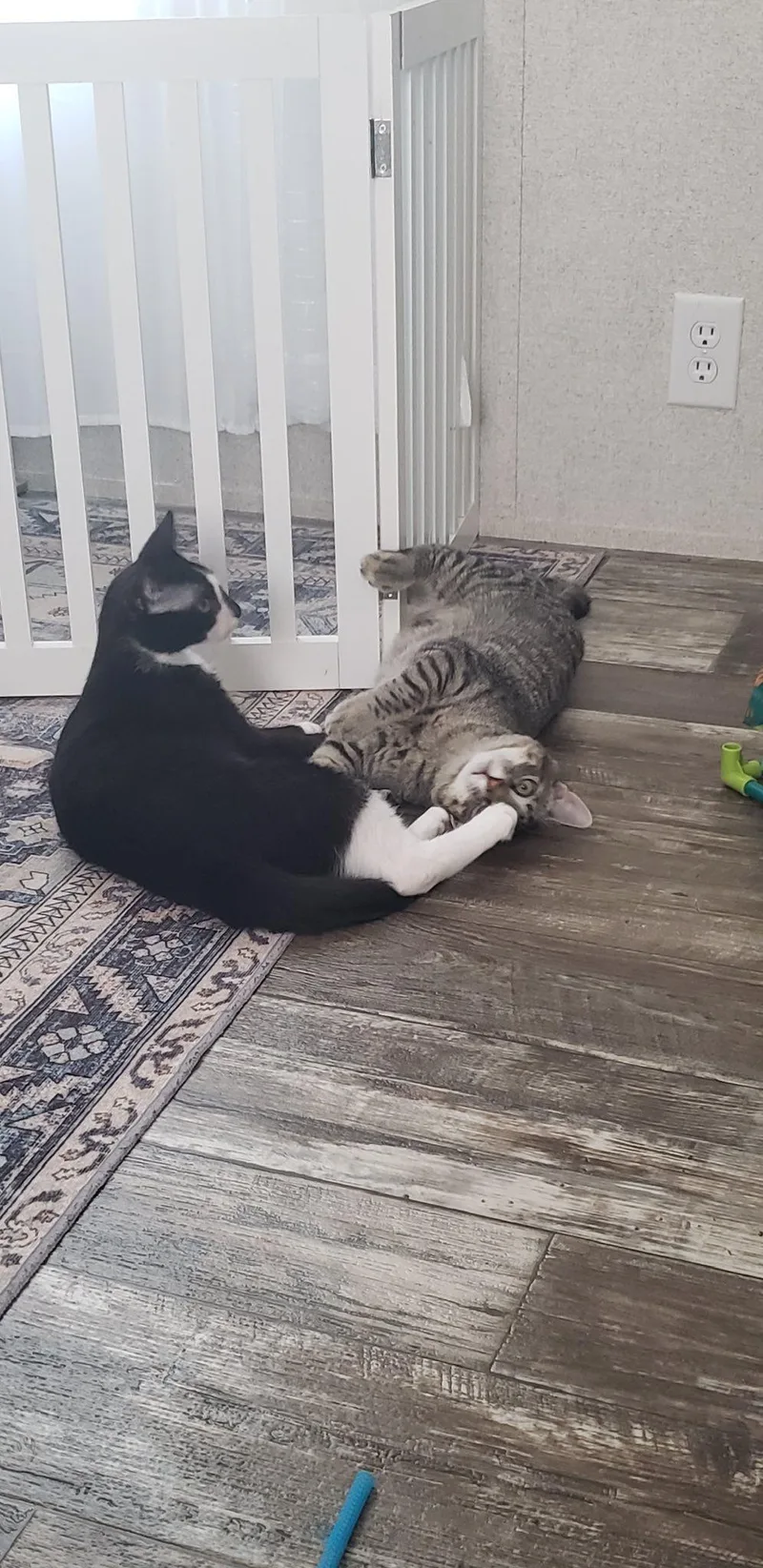 Clarence thumbnail 3