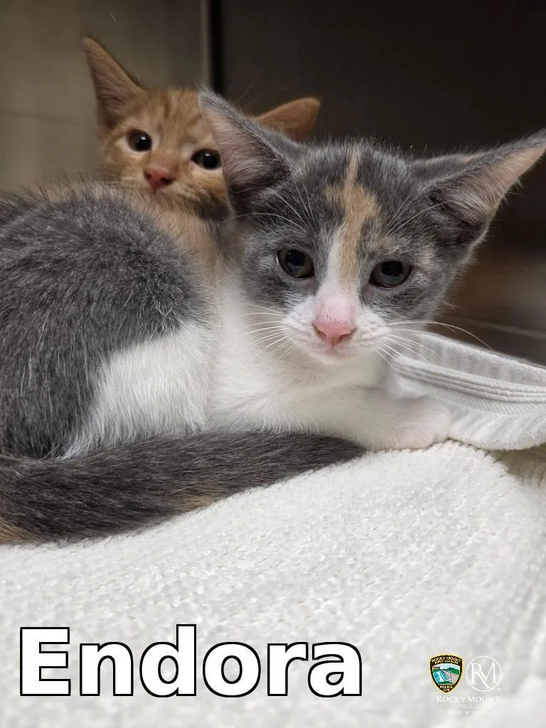 A baby medium-sized female Domestic Short Hair cat named Endora for adoption in Rocky Mount, NC