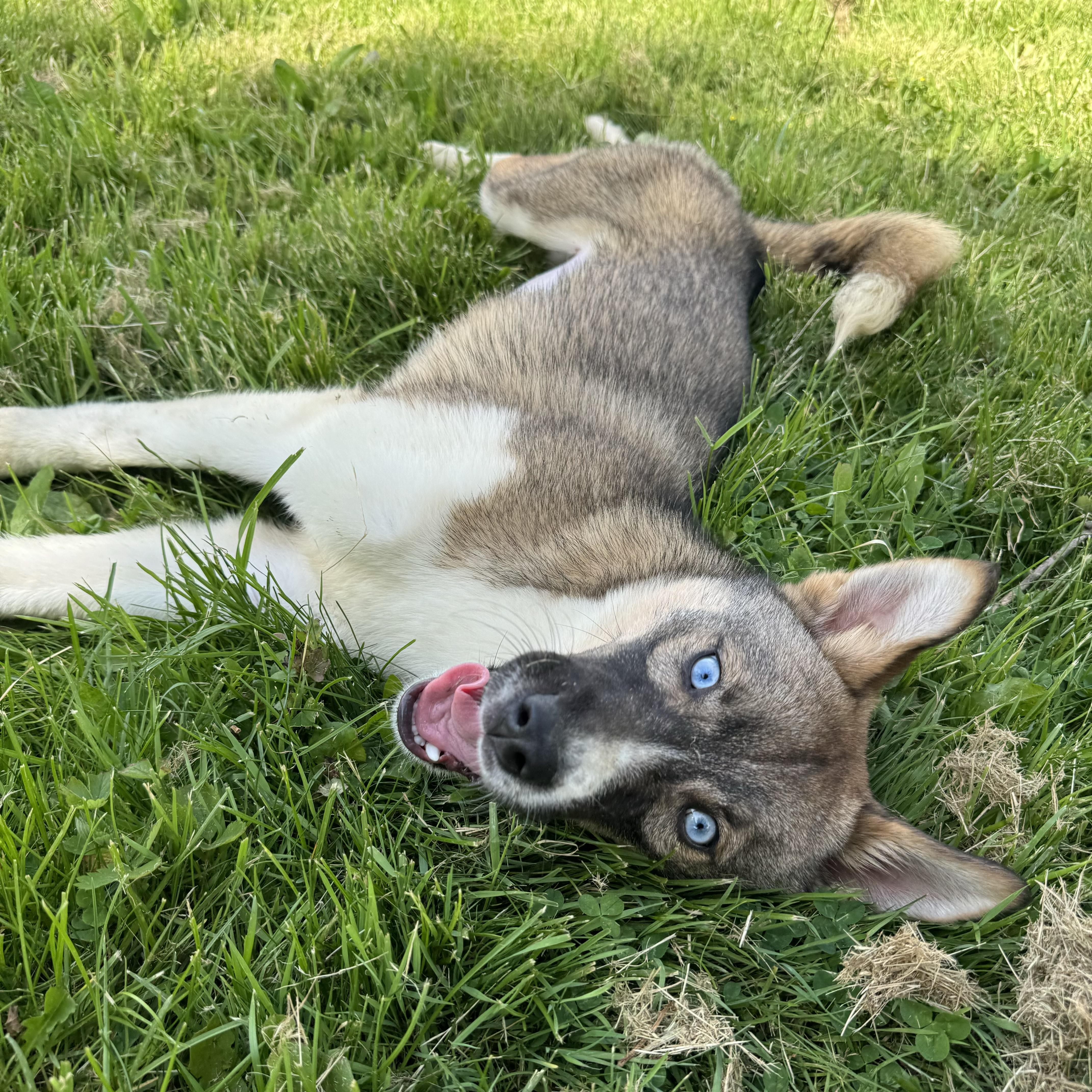 A baby medium-sized female Husky dog named Azalea for adoption in China Township, MI