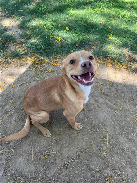 A young medium-sized male Chihuahua dog named Timmy for adoption in Blythe, CA