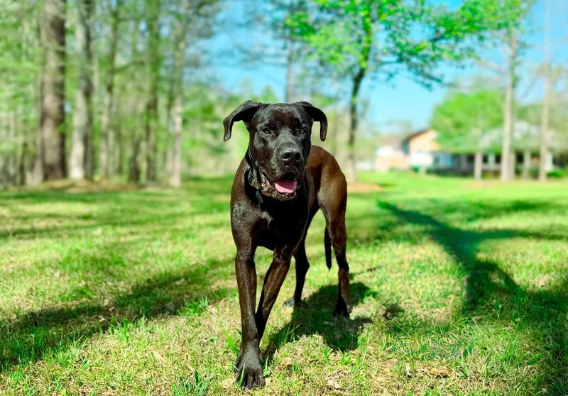 Marmaduke