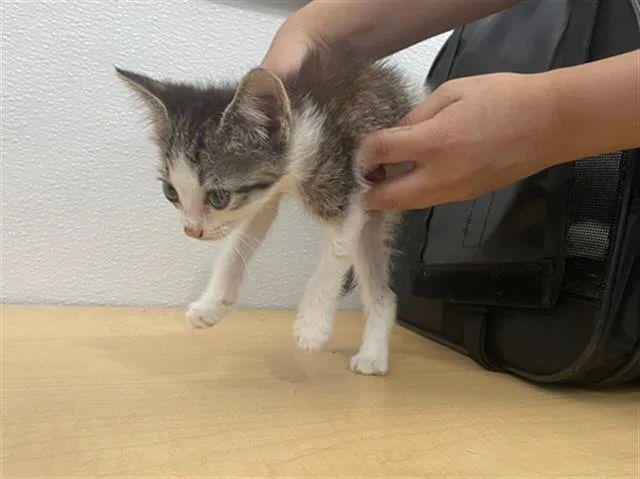 A baby medium-sized male Domestic Short Hair cat named Sol for adoption in Dallas, TX