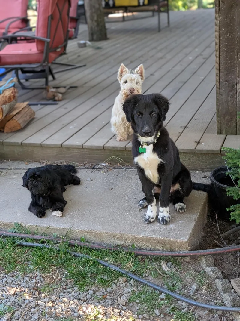 A baby large-sized male Black German Shepherd Dog dog named Neo for adoption in COEUR D ALENE, ID