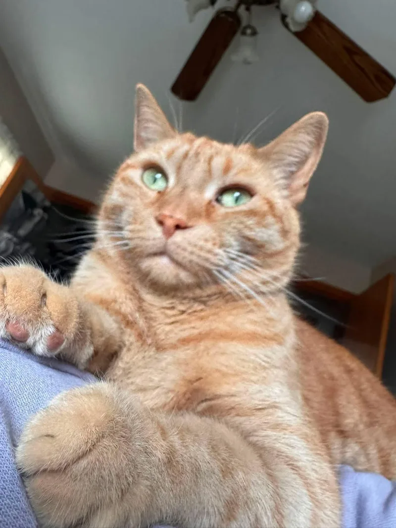 An adult medium-sized male Tabby (Orange / Red) Domestic Short Hair cat named Otis for adoption in Atwater, OH