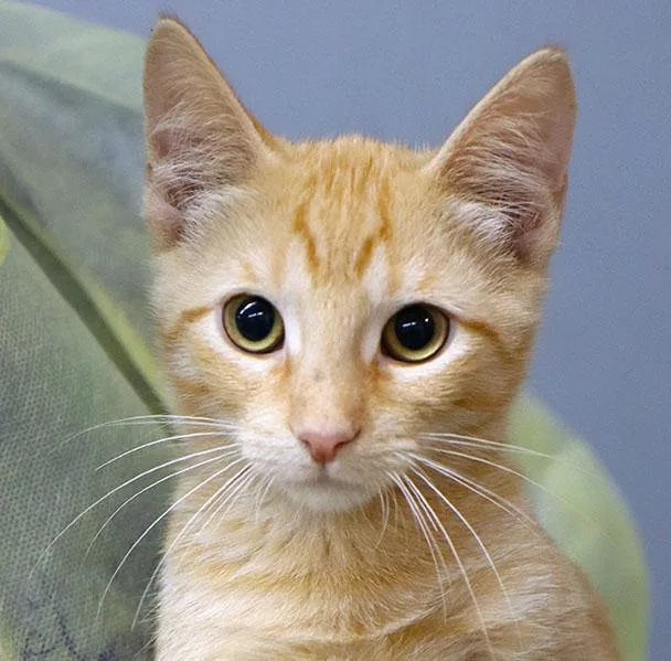 A baby medium-sized male Tabby (Orange / Red) Domestic Short Hair cat named Randy for adoption in Kansas City, KS