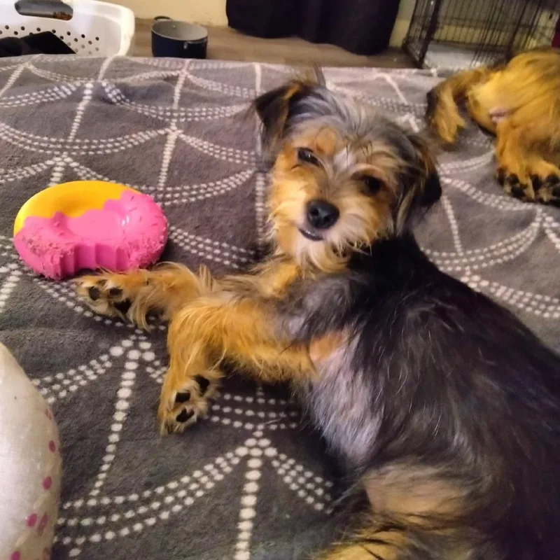 A young small-sized female Brindle Chihuahua dog named Little sister for adoption in Webster, TX