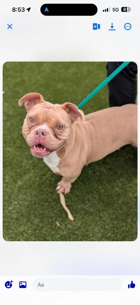 An adult medium-sized female American Bulldog dog named Vienna for adoption in Fort Worth, TX