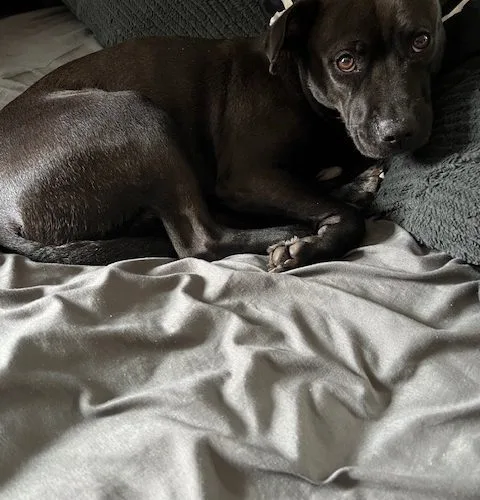 A young medium-sized female Black Pit Bull Terrier dog named Sky for adoption in Hamden, CT