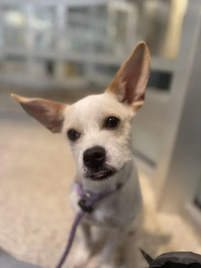 A young small-sized male Terrier dog named Michoacan for adoption in Los Angeles, CA