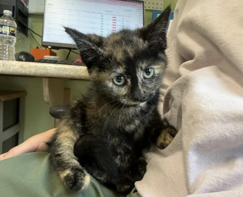 A young medium-sized female Tortoiseshell cat named Madigan for adoption in Warren, PA