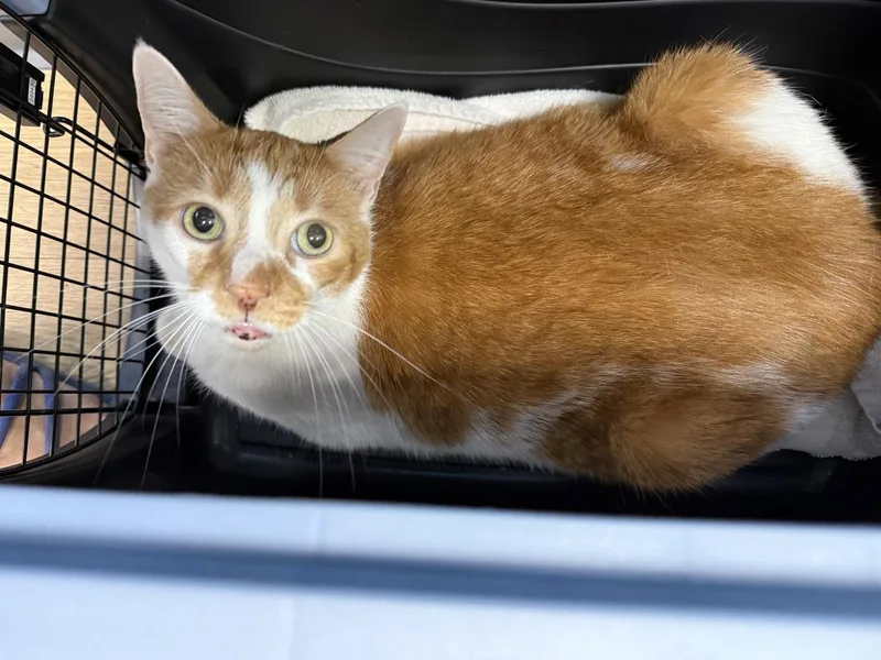 An adult medium-sized male Orange / Red Domestic Short Hair cat named Jasper Pines for adoption in Chandler, AZ