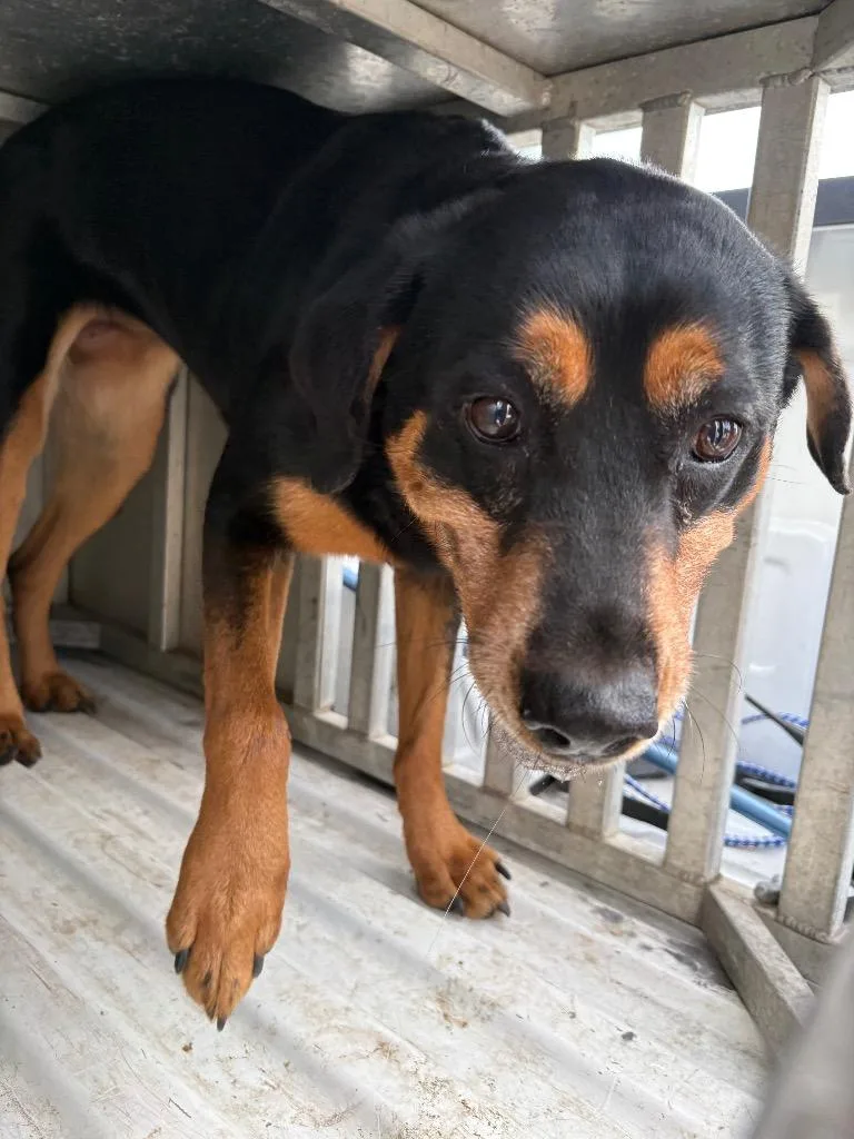 A young medium-sized female Mixed Breed dog named Park for adoption in Effingham, SC