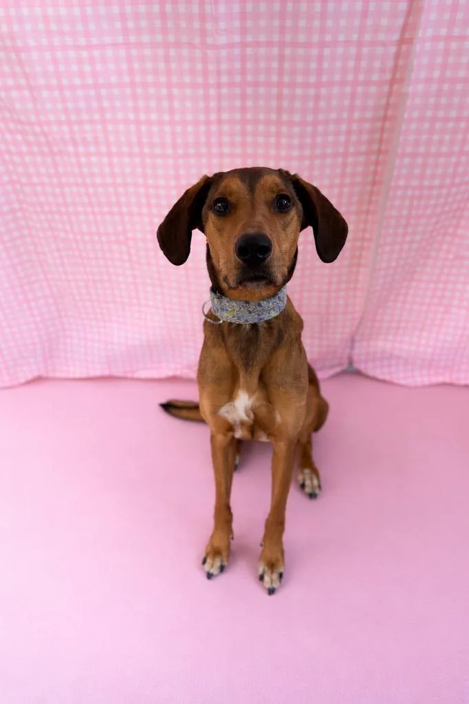 An adult medium-sized male Red / Chestnut / Orange Coonhound dog named Roger for adoption in Chickasha, OK