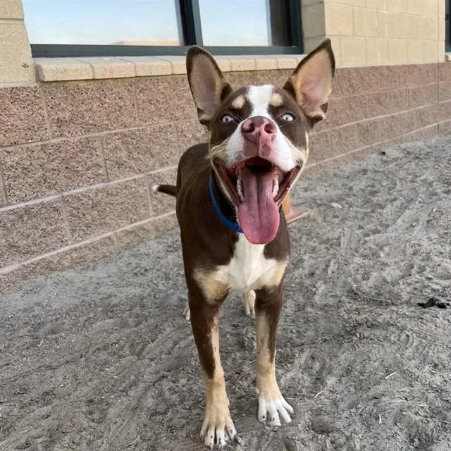 A young medium-sized male Pit Bull Terrier dog named Russell for adoption in Riverside, CA