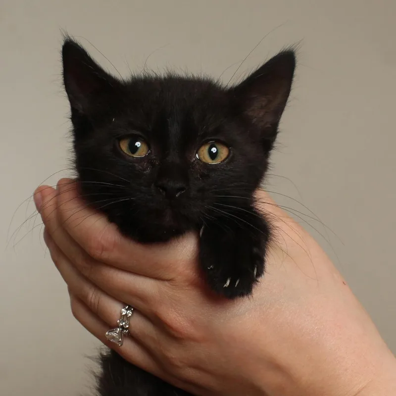 A baby small-sized male Black Domestic Short Hair cat named Pebble C for adoption in Minnetonka, MN