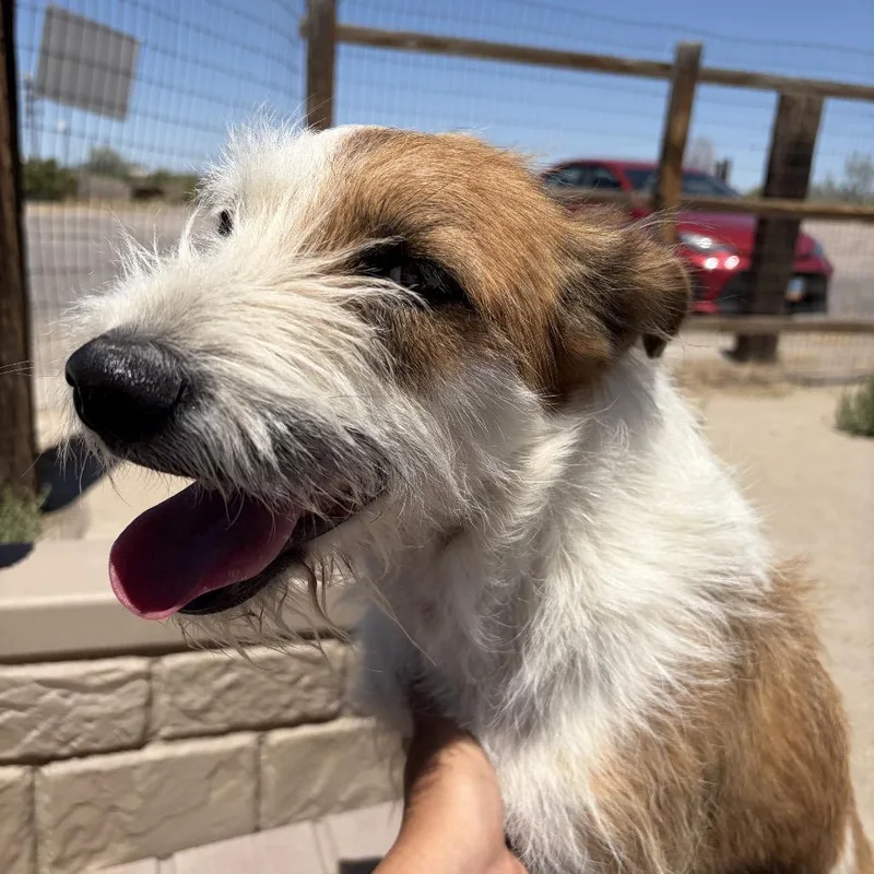 An adult medium-sized female Apricot / Beige Mixed Breed dog named Luna for adoption in Fallon, NV