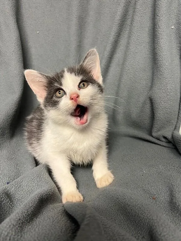 A young medium-sized male Gray / Blue / Silver Domestic Short Hair cat named Stop Sign for adoption in North Babylon, NY