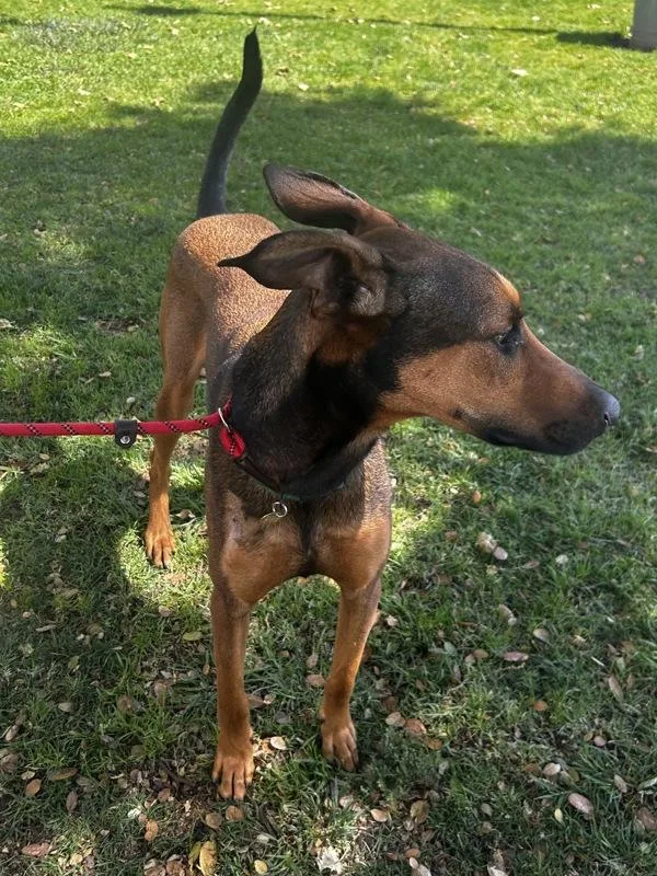 A young large-sized male Doberman Pinscher dog named Copper for adoption in Oakland, CA