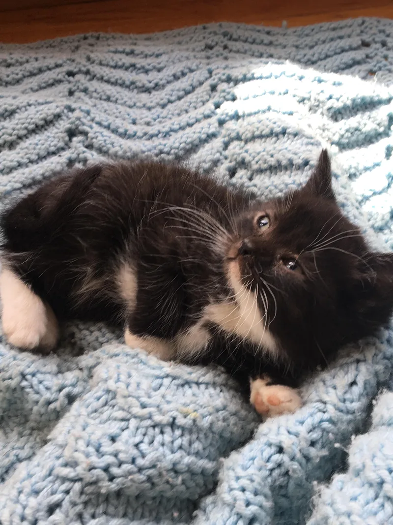 Oscar