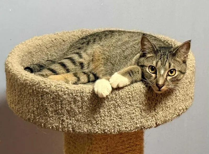 A baby small-sized male Tabby cat named Andy for adoption in Capshaw, AL