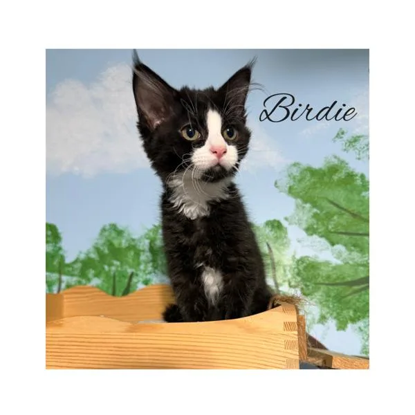 Birdie