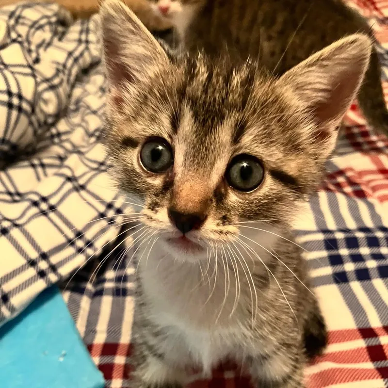 A baby small-sized female Brown / Chocolate Domestic Short Hair cat named Abigail Samuel for adoption in Houston, TX