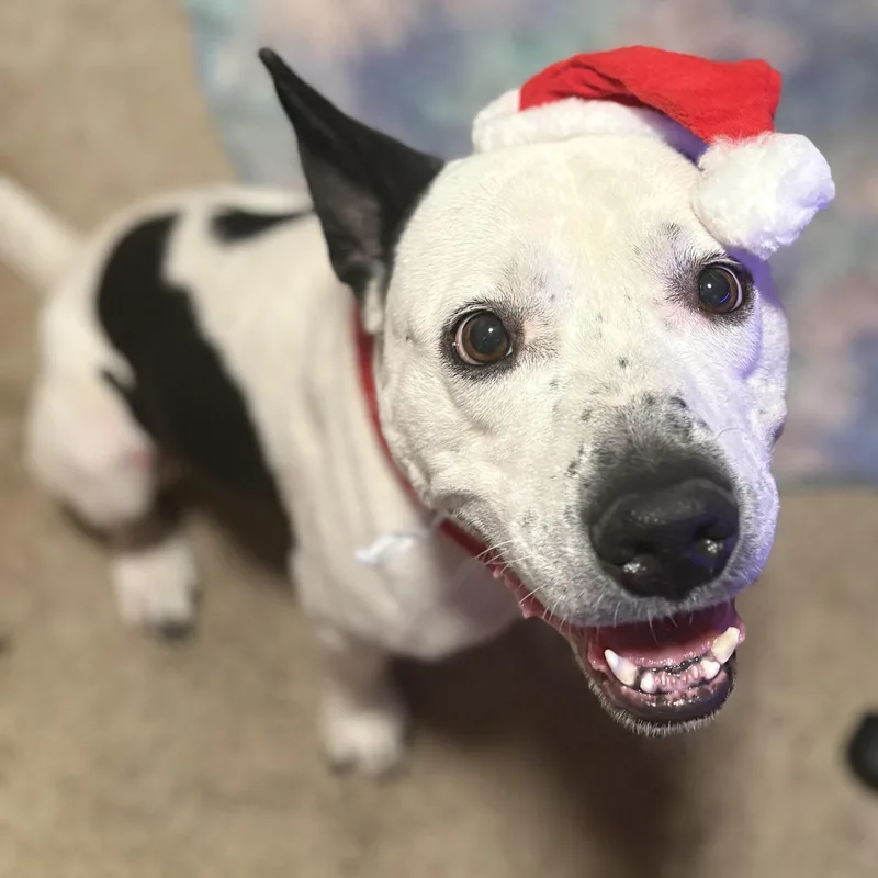 An adult medium-sized male Pit Bull Terrier dog named Bolt for adoption in Krum, TX