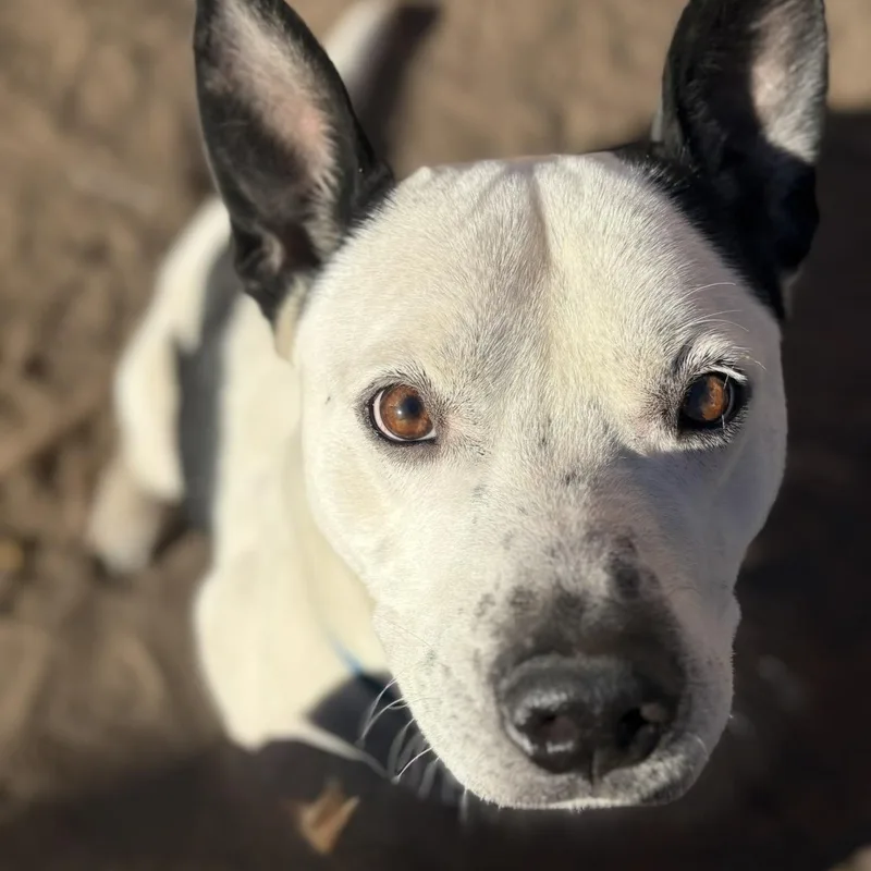 Bolt thumbnail 2
