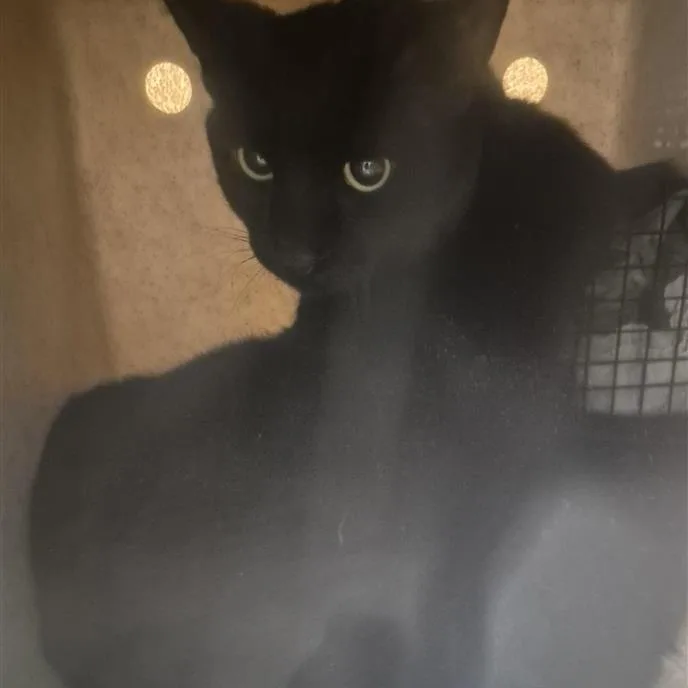 An adult large-sized male Black Domestic Short Hair cat named Working Cat Spooks for adoption in Tacoma, WA