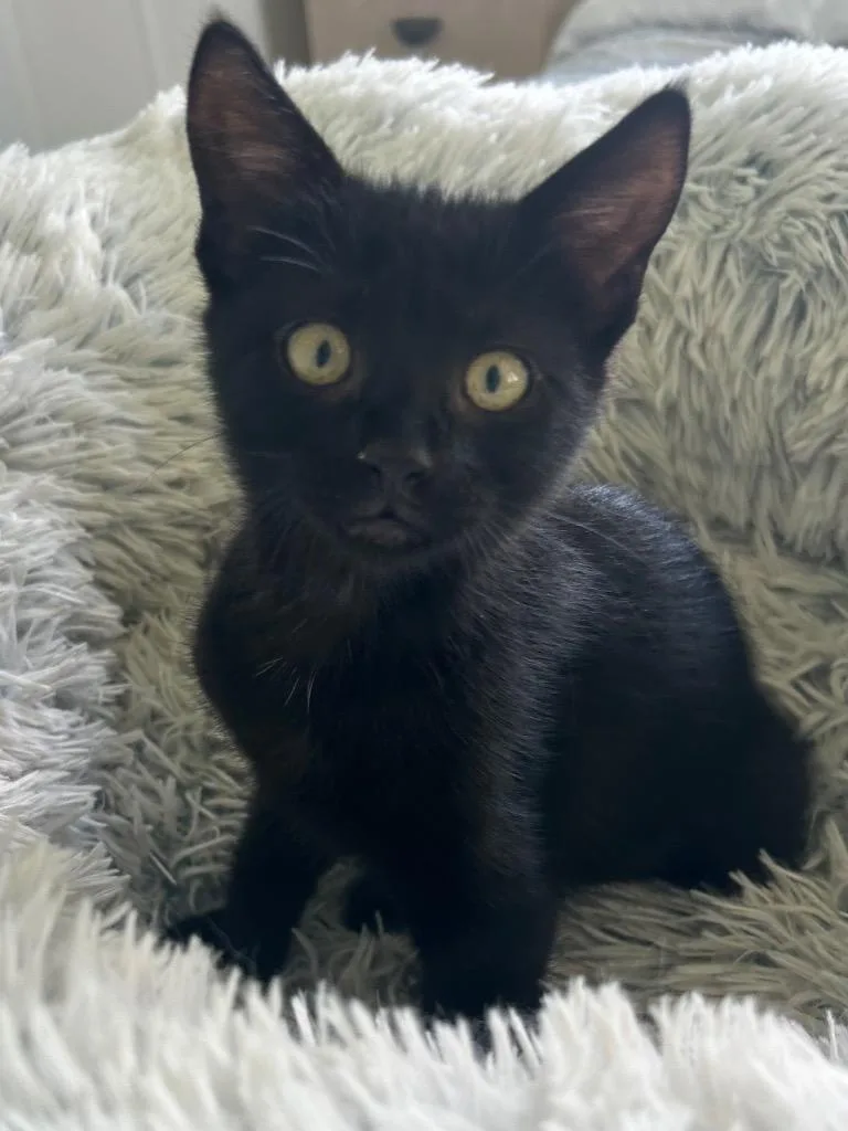 A baby small-sized female Domestic Short Hair cat named Stella for adoption in Ogden, UT