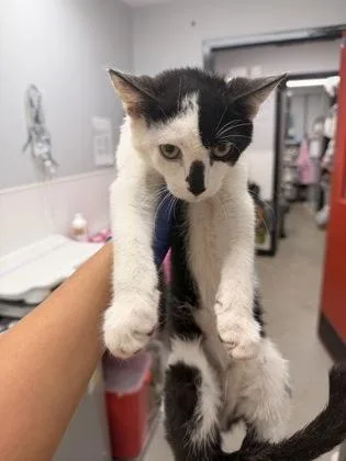 A baby small-sized male Domestic Short Hair cat named Spicy Salmon Roll for adoption in West Chester, PA