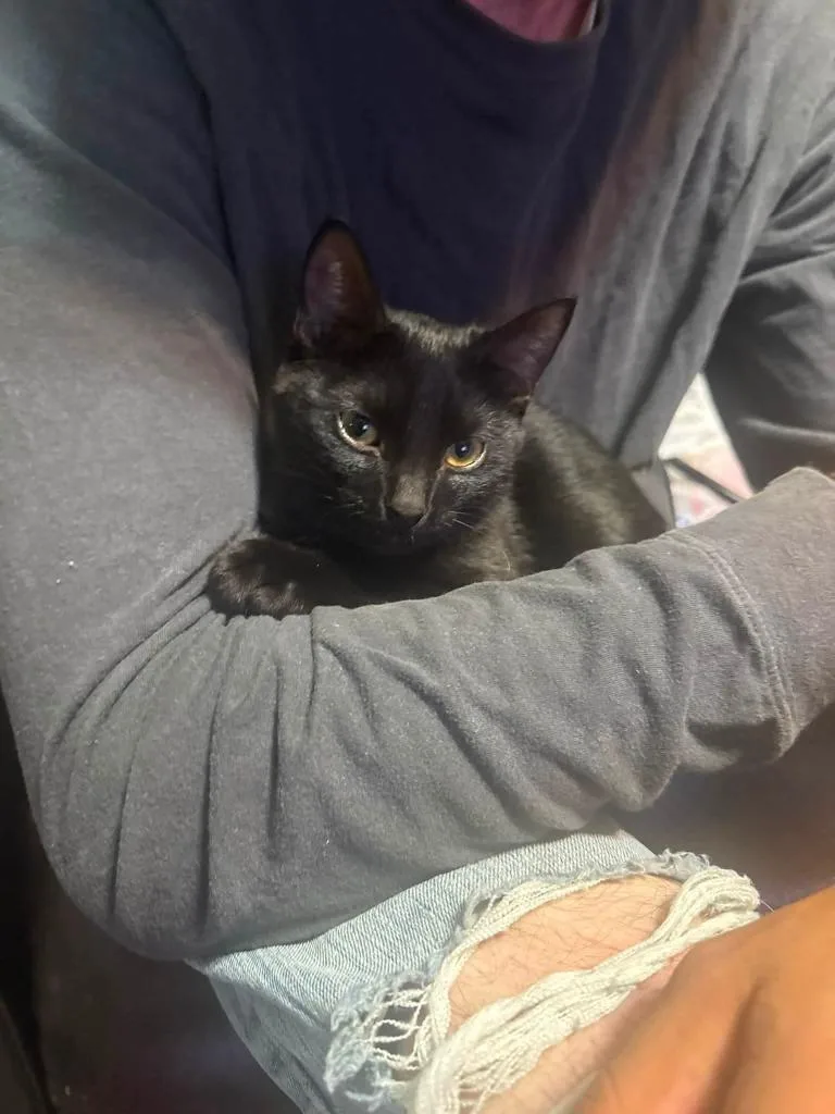 A baby medium-sized female Domestic Short Hair cat named Goat Cheese for adoption in Miami, OK